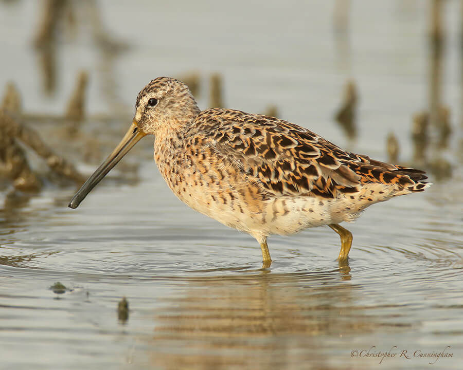 Short-billed Dowitcher, Frenchtown Road, Bovlivar Peninsula, Texas