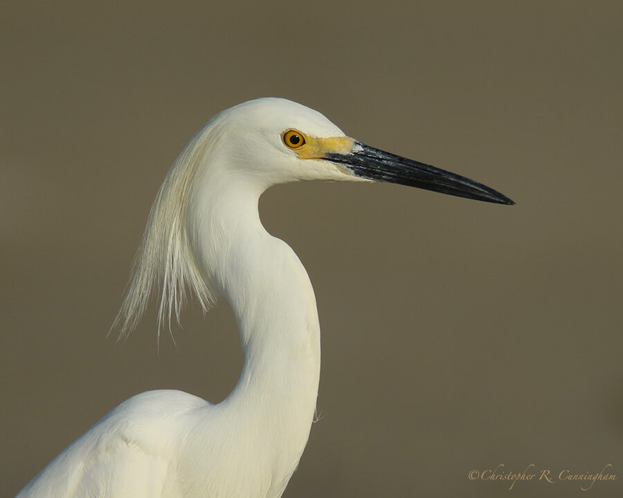 Snowy Egret with Breeding Plumes, Fiorenza Park , Houston, Texas