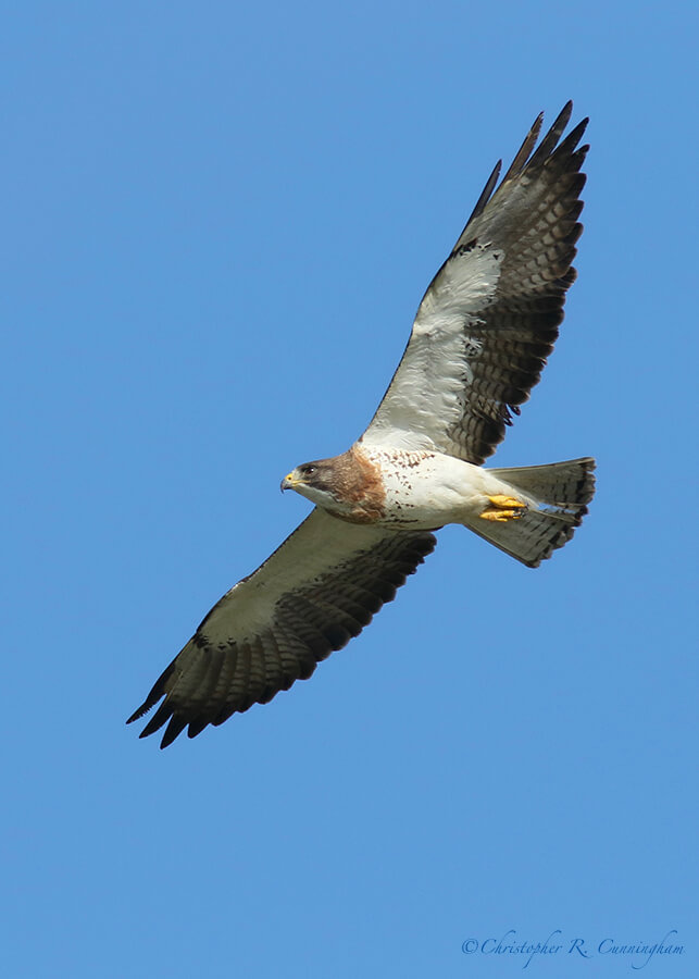 Swainson's Hawk (Light Form), Fiorenza Park, Houston, Texas