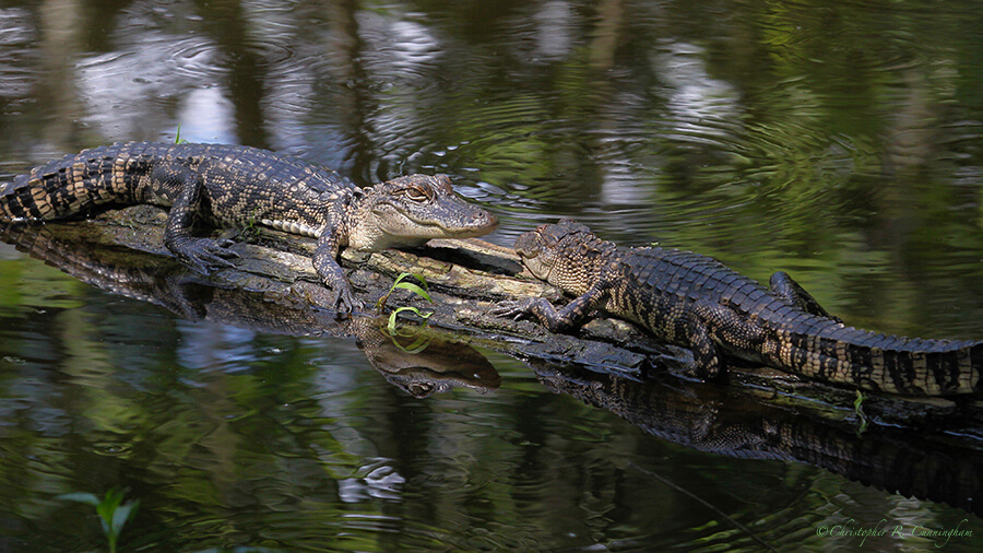 Baby Alligators, Pilant Slough, Brazos Bend State Park, Texas