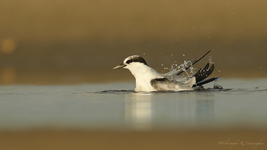 Bathing Common Tern, East Beach, Galveston Island, Texas