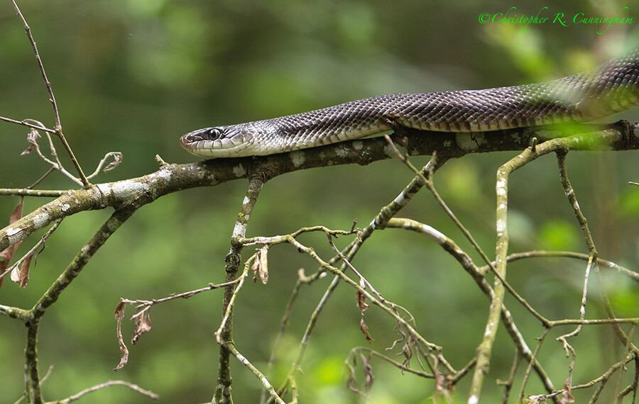 Egg Hunter: Black Rat Snake, Houston Arboretum