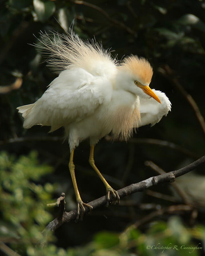 Cattle Egret in Breeding Plumage, McClendon Park Rookery, Houston, Texas