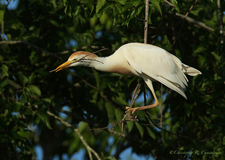 Cattle Egret with Stick, McClendon Park Rookery, Houston, Texas