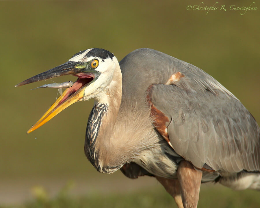 Great Blue Heron with Shad, Fiorenza Park, Houston, Texas.