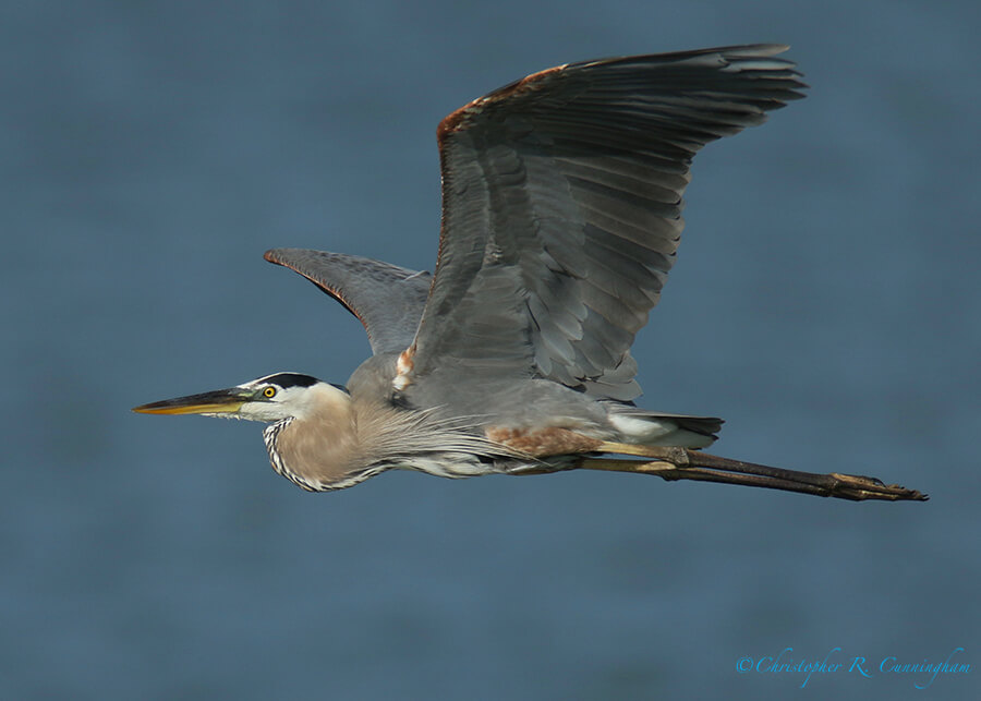 Great blue Heron in Fight, Fiorenza Park, Houston, Texas