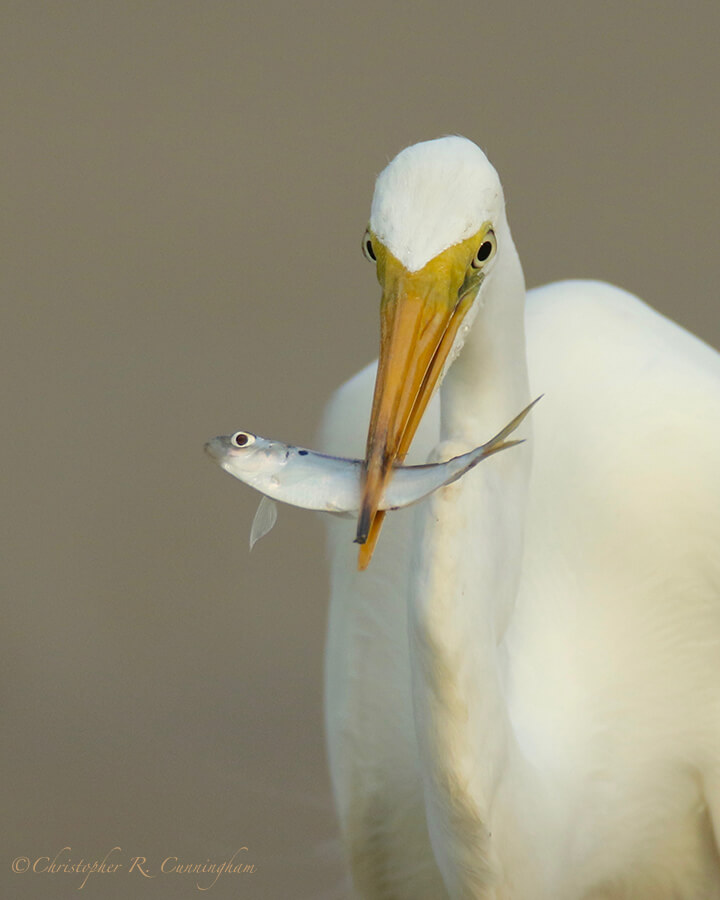 Great Egret with Shad, Fiorenza Park, Houston, Texas