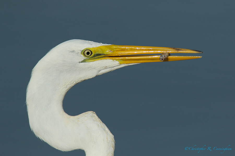 Great Egret with Shad, Fiorenza Park, Houston, Texas