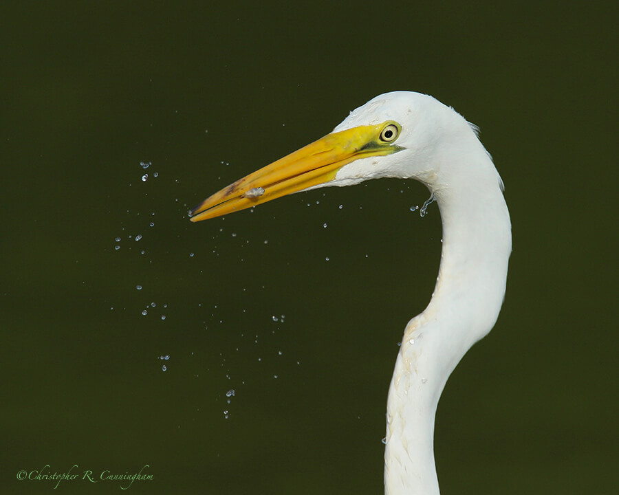 Great Egret with Shad, Fiorenza Park, Houston, Texas