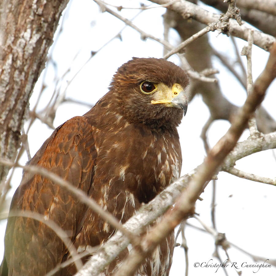 Harris's Hawk, South Texas