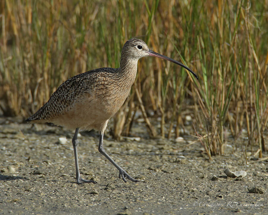 Long-billed Curlew, Corpus Christi, Texas