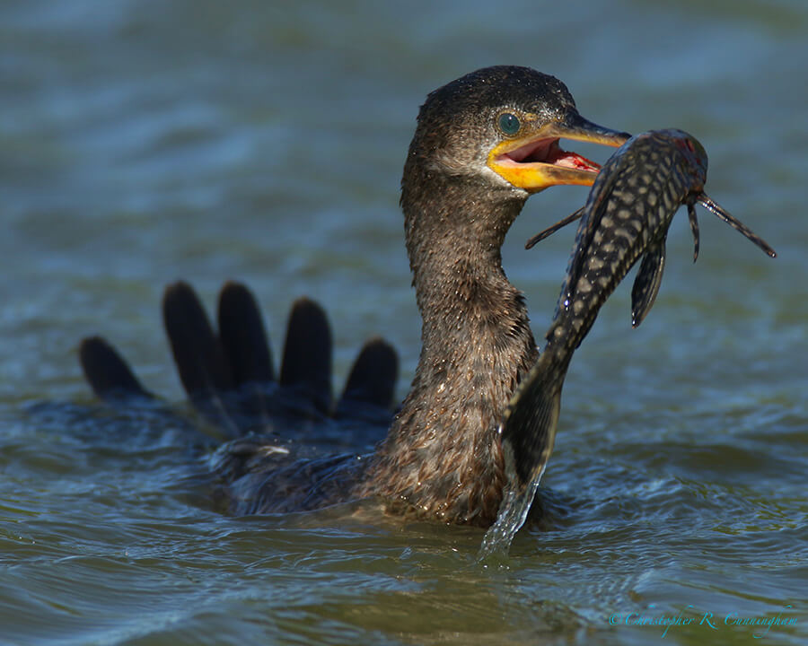 Neotropic Cormorant with Plecostomus, Fiorenza Park, Houston, Texas