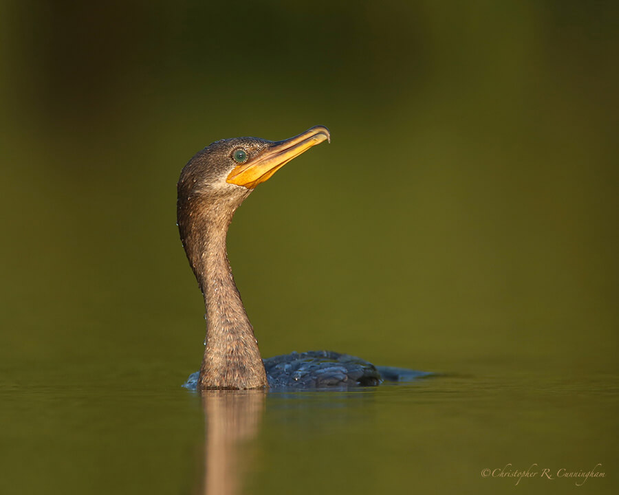 Neotropic Cormorant, Firoenza Park, Houston, Texas