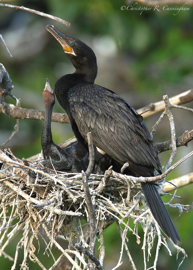 Hopeful Neotropic Cormorant Chick, Smith Oaks Rookery, High Island, Texas