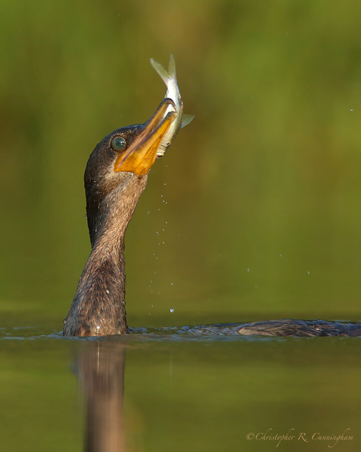 Neotropic Cormorant with Shad, Fiorenza Park, Houston, Texas