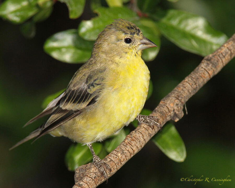 Lesser Goldfinch, Cave Creek Canyon, Arizona