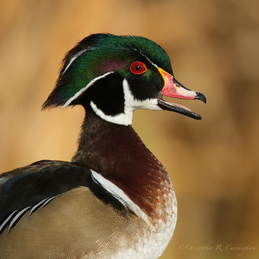 Portrait Wood Duck Drake, Albuquerque, New Mexico