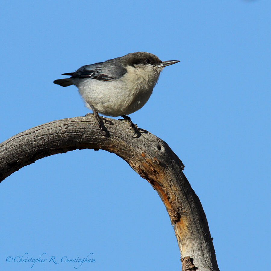 Pygmy Nuthatch, Rocky Mountain National Park, colorado