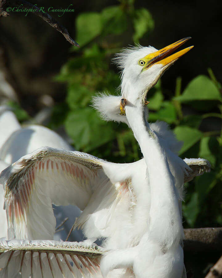 Attempted Siblicide, Smith Oaks Rookery, High Island, Texas