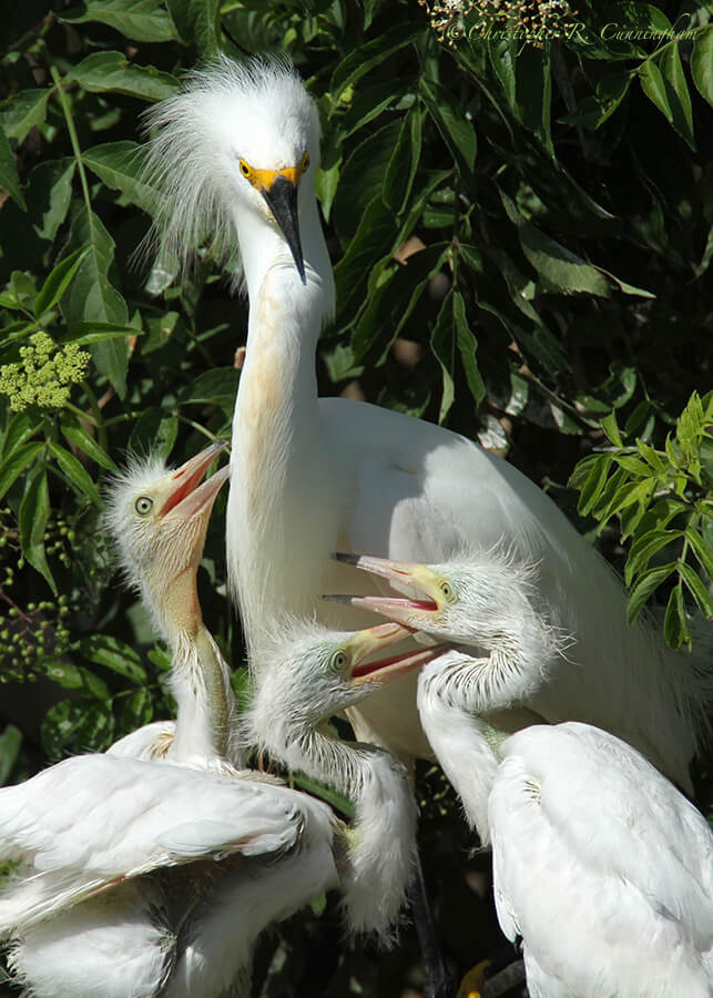 Snowy Egret Family, Smith Oaks Rookery, High Island, Texas