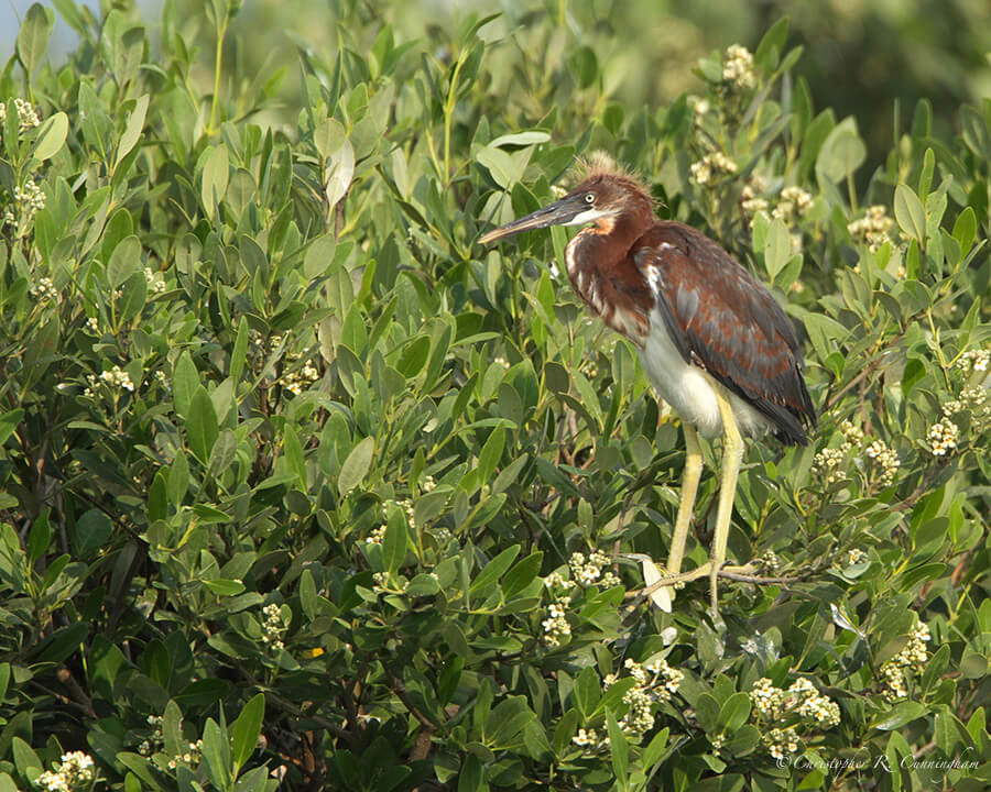 Juvenile Tricolored Heron, Galveston Bay near Brazoria National Wildlife Refuge, Texas