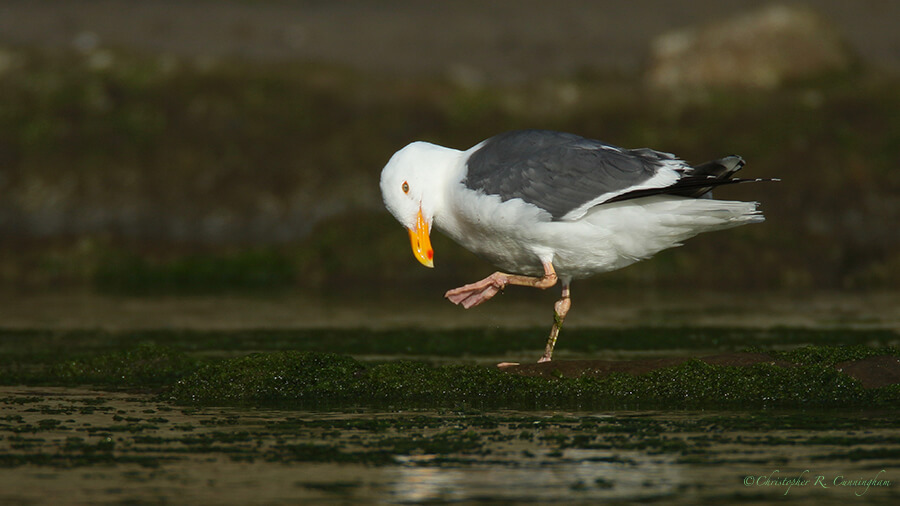 Western Gull, southwest Oregon