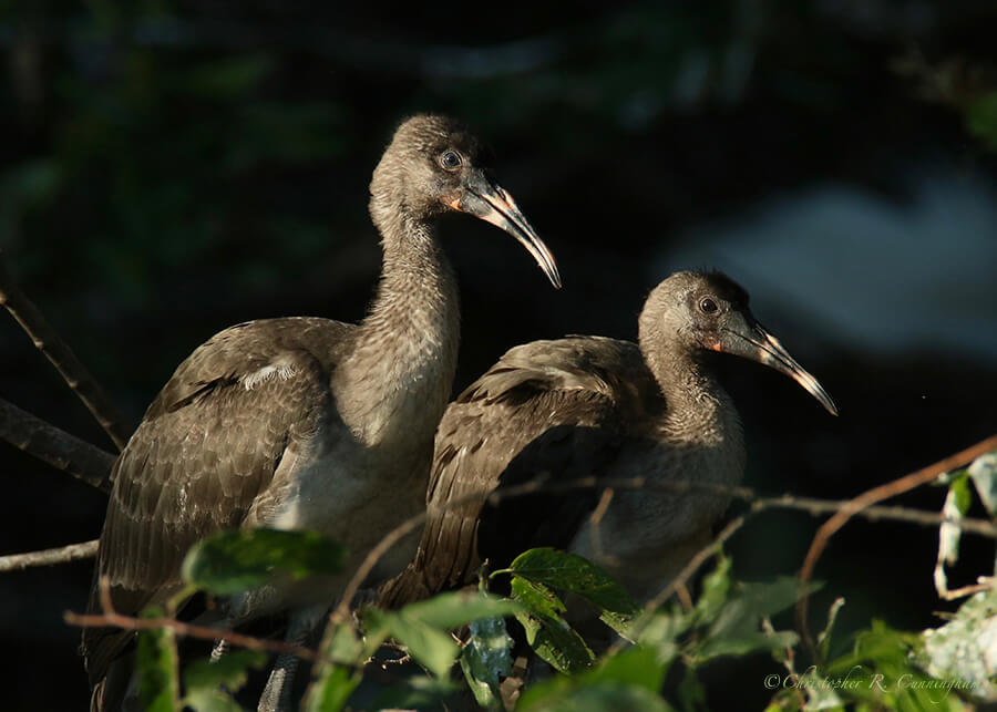 White Ibis Chicks, McClendon Park Rookery, Houston, Texas