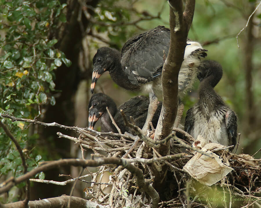 White Ibis Nestlings, McClendon Park Rookery, Houston, Texas