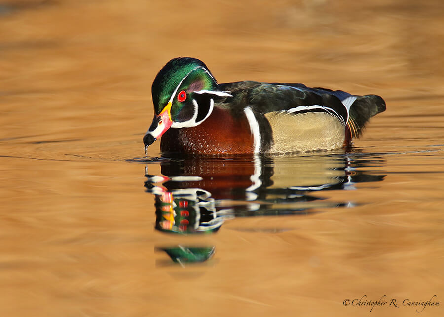 Wood Duck Drake, Albuquerque, New Mexico