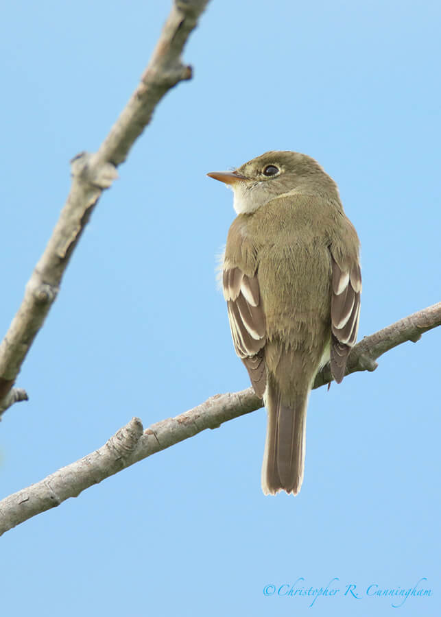 Alder Flycatcher, Potter Marsh, Anchorage, Alaska