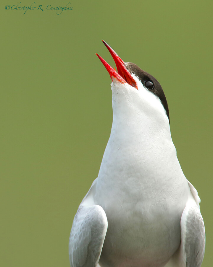 Arctic Tern, south of Potter Marsh, near Anchorage, Alaska