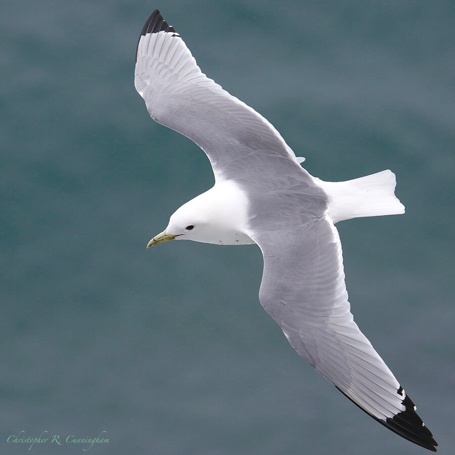 Black-legged Kittiwake in flight, near Reef Rookery, St.Paul Island, Alaska