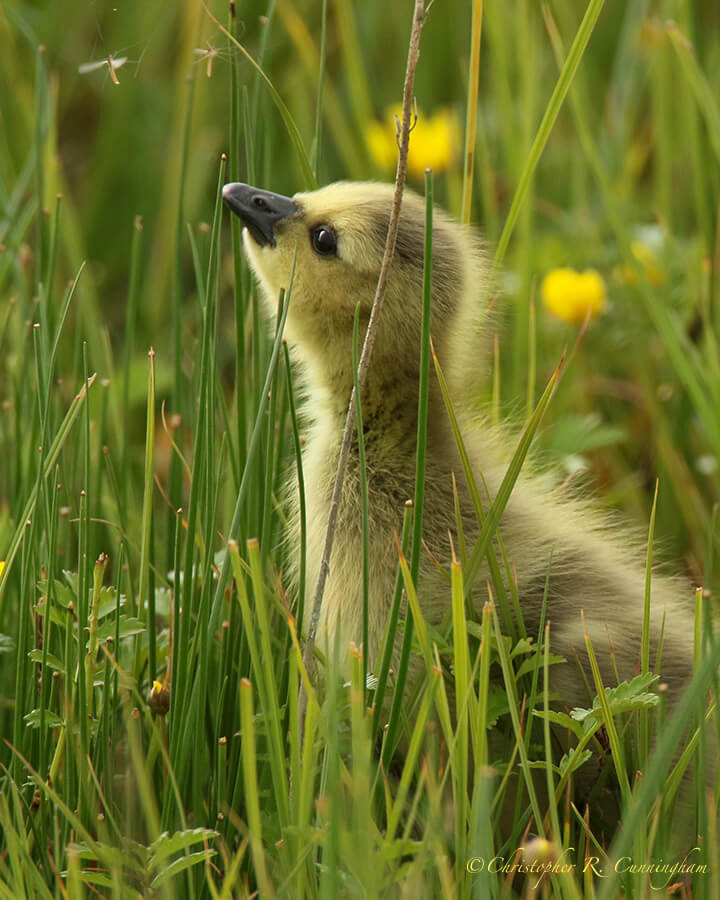 Canada Gosling hunting insects, Potter Marsh, Anchorage, Alaska