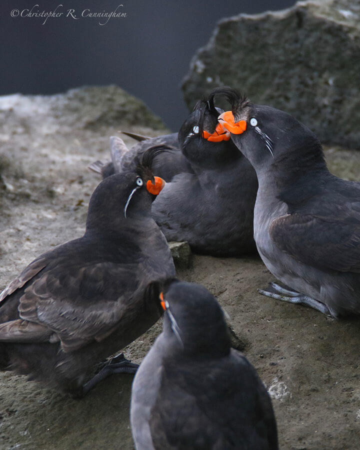 Crested Auklet Squabble, Ridge Wall, St. Paul Island, Pribilof Islands, Alaska