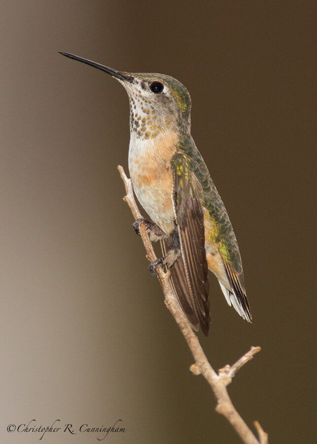 Female Rufous Hummingbird, Tom Mays Unit, Franklin Mountains State Park, West Texas