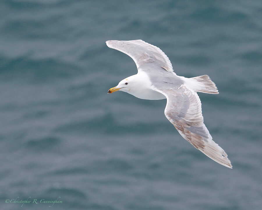 Glaucous-winged Gull in flight, near Reef Rookery, St.Paul Island, Pribilof Islands, Alaska