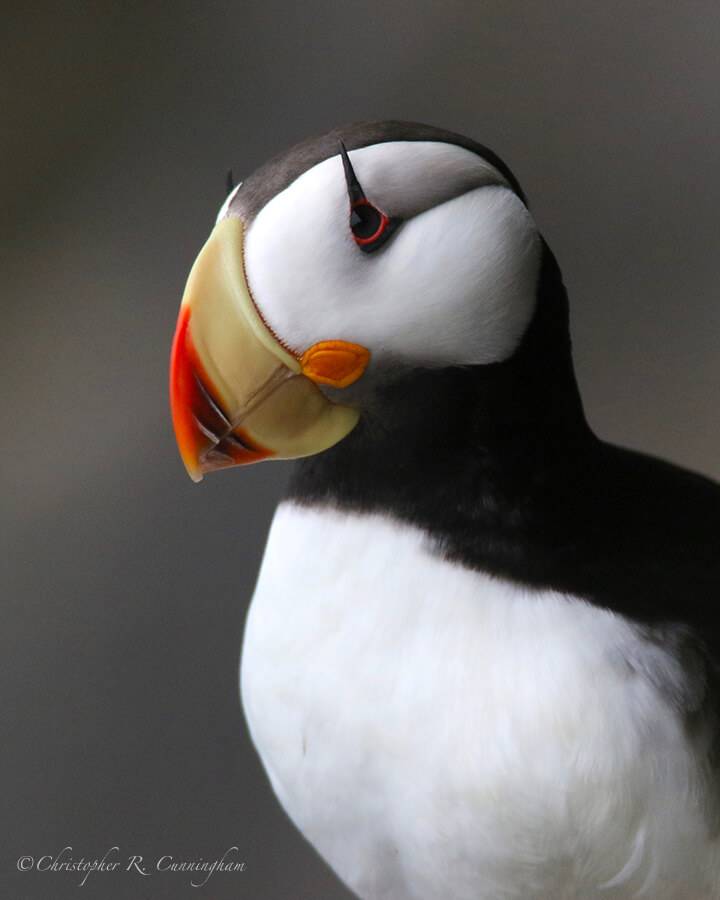 Horned Puffin, near Reef Rookery, St.Paul Island, Pribilof Islands, Alaska