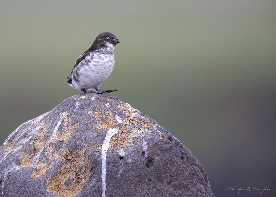 Least Auklet, Anton larsen Wall, St. Paul Island, Pribilof Islands, Alaska