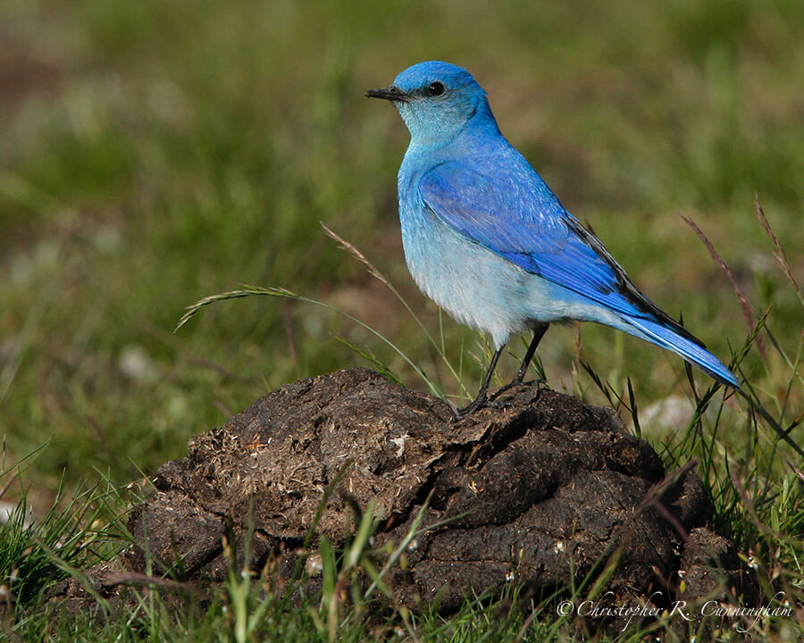 Male Mountain Bluebird on American Bison Dung, Yellowstone National Park, Wyoming