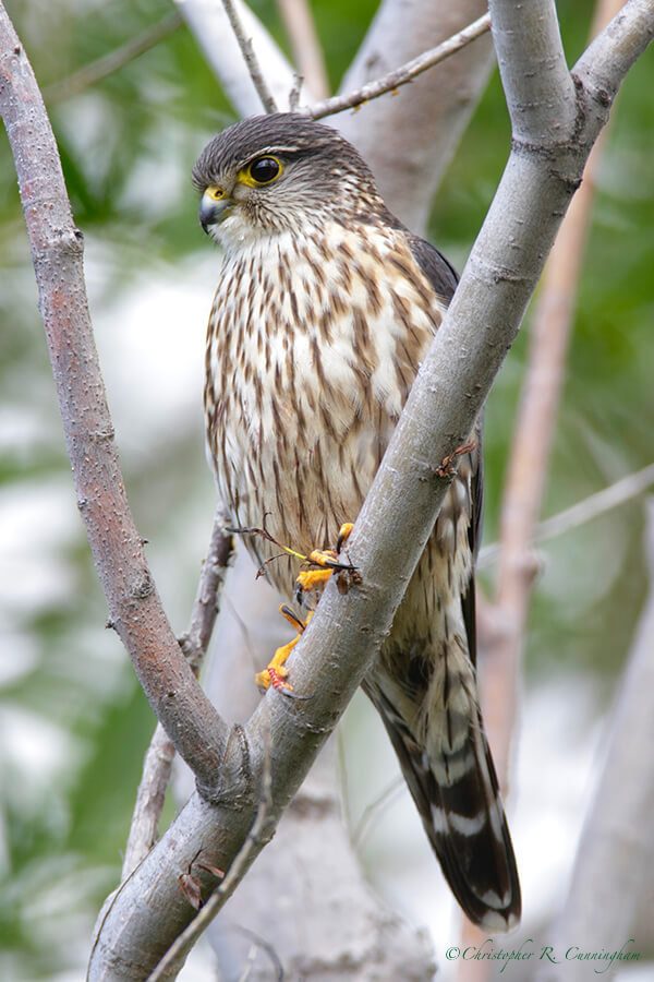 Merlin, Potter Marsh, Anchorage, Alaska