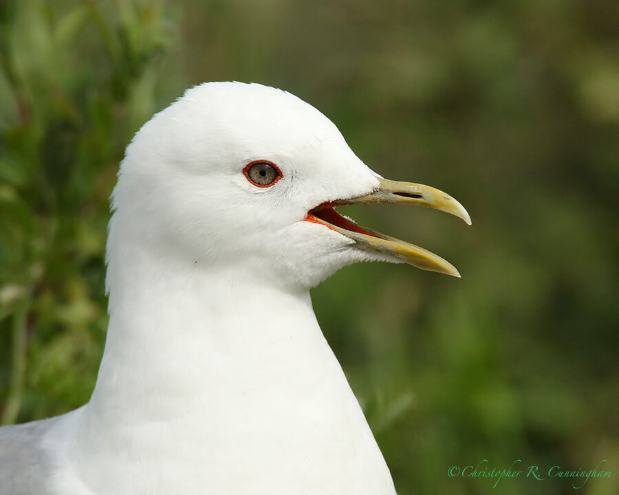 Calling Mew Gull (Breeding), near Potter Marsh, anchorage, Alaska
