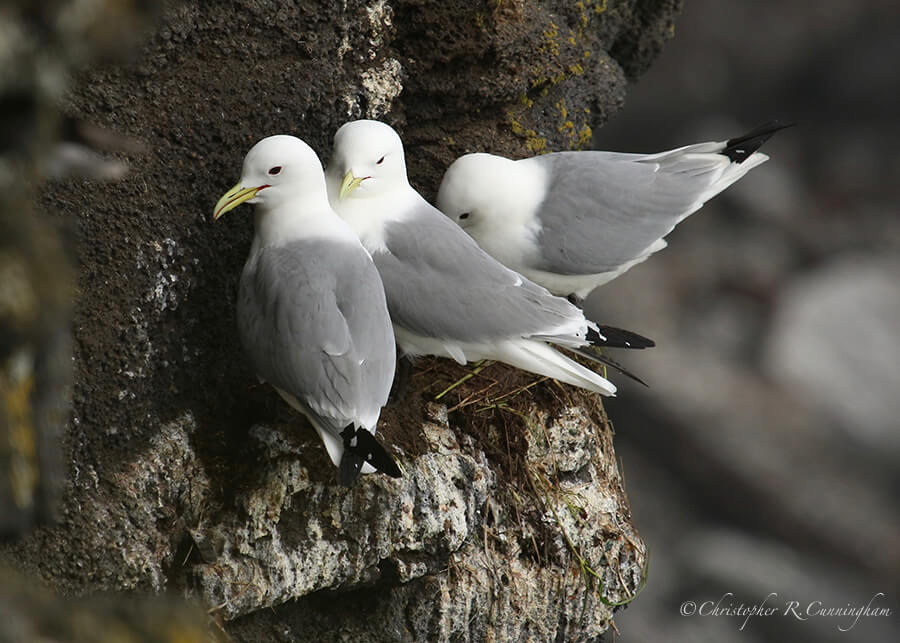 Nest-sitting Black-legged Kittiwakes, Ridge, St. Paul Island, Pribilof Islands, Alaska