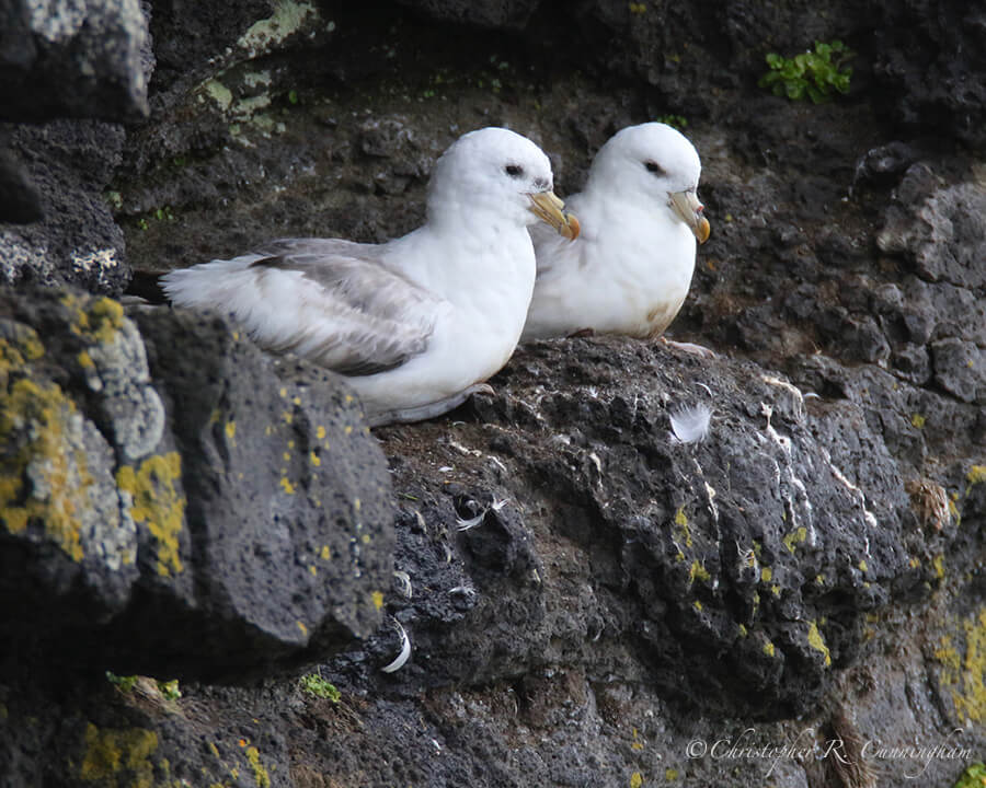 Nest-sitting Northern Fulmars, Ridge, St.Paul Island, Pribilof Islands, Alaska