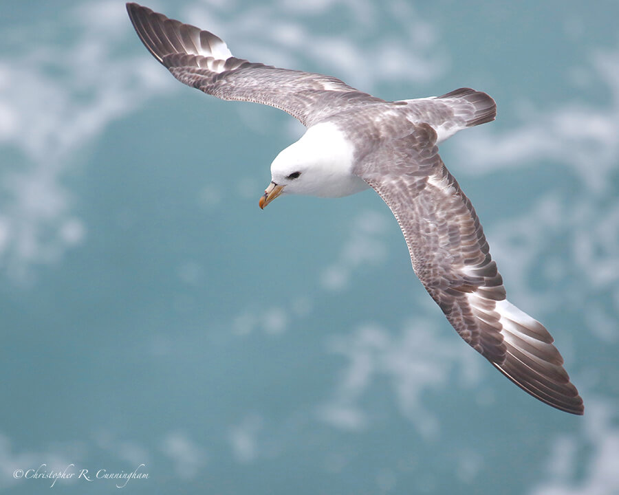 Northern Fulmar in Flight, Ridge, St. Paul Island, Pribilof Islands, Alaska