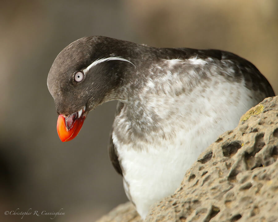 Portrait:Parakeet Auklet, Ridge Wall, St.Paul Island, Pribilof Islands, Alaska