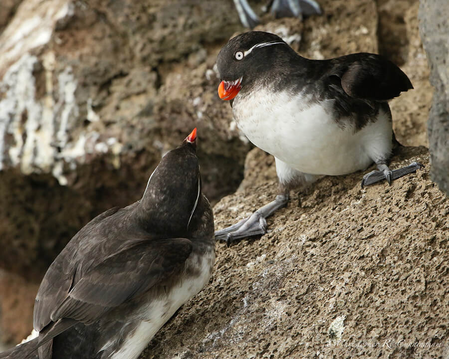 Are you ready to Rumble? Parakeet Auklet Confrontation, Ridge Wall, St. Paul Island, Pribilof Islands, Alaska