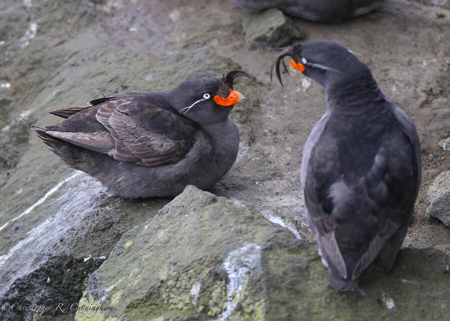 Parakeet auklet Staredown, Ridge Wall, St. Paul Island, Pribilof Islands, Alaska