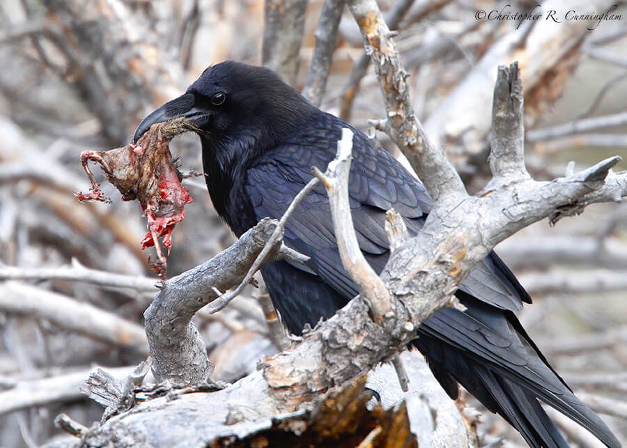 Common Raven with Rodent, Yellowstone National Park, Wyoming