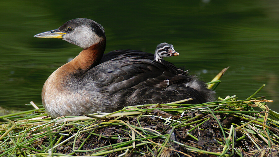 Red-necked Grebe with chick, Cheney Lake, Anchorage, Alaska