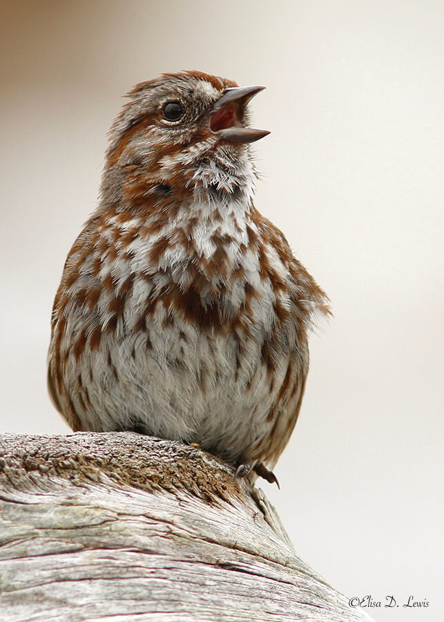 Singing Song Sparrow (Dark Western Race), Olympic Peninsula, Washington